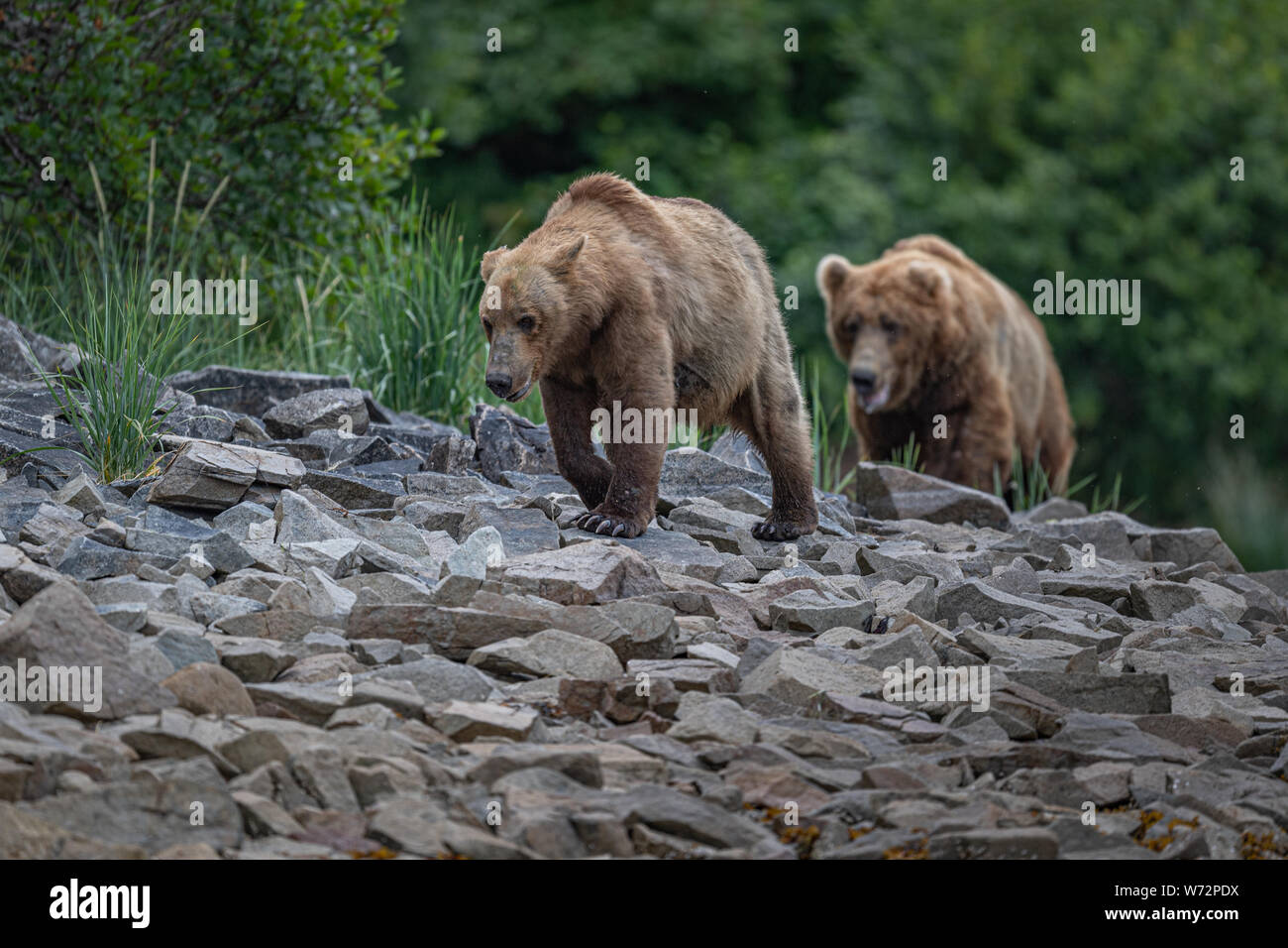 Männliche Braunbären folgende weibliche Braunbären in der Verfolgung der Paarung Stockfoto