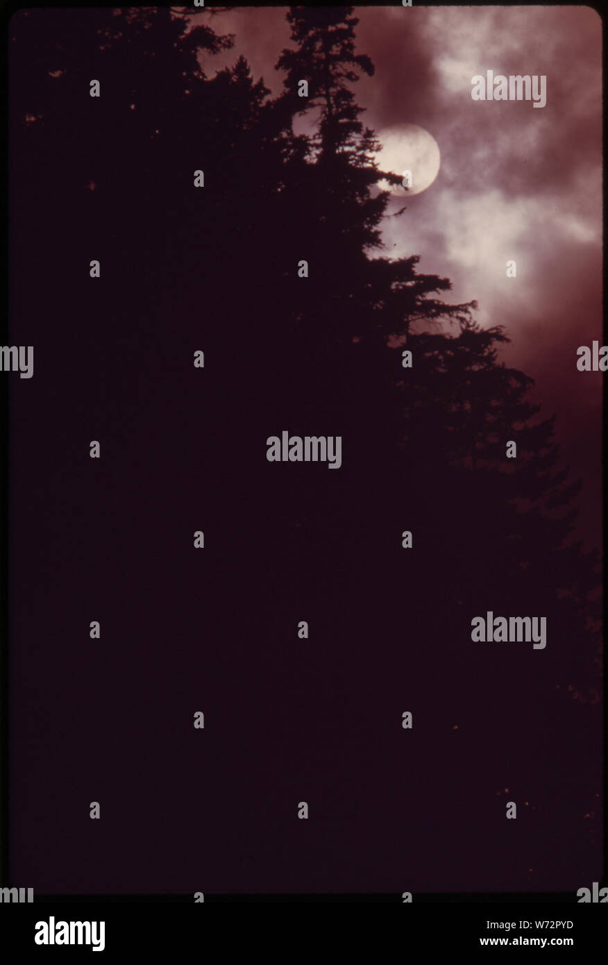 Alte DOUGLASIE im Mondschein, IM OLYMPIC NATIONAL TIMBERLAND, Washington. Bäume drei bis vier Fuß im Durchmesser werden in der Regel aus 150 bis 200 Jahre alt, die aus vier bis acht Füße sind 200 bis 375 JAHRE ALT UND GRÖSSERE Bäume sind 400 bis 500 Jahre alt Stockfoto