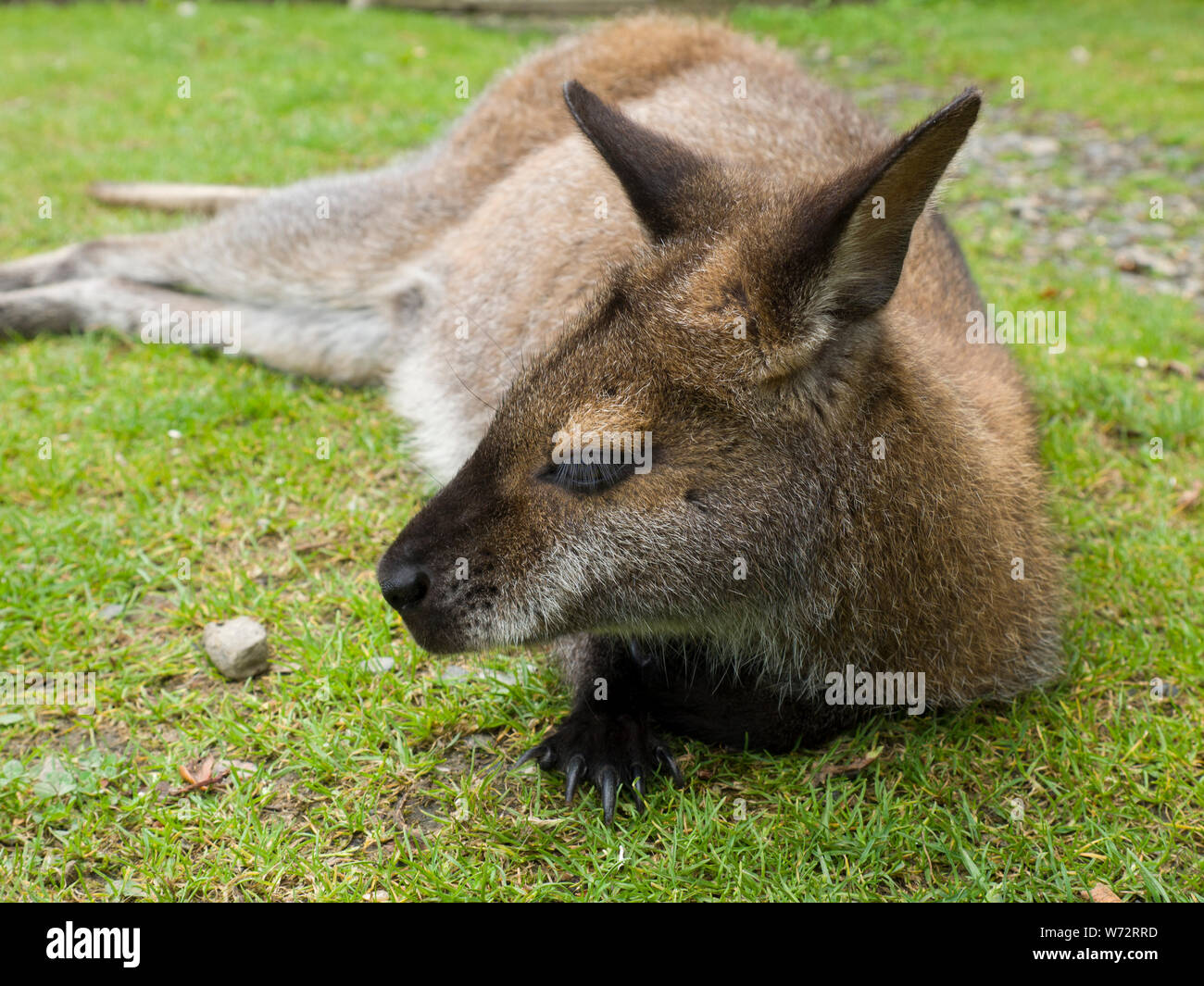 Wallaby entspannend auf das Gras am Tamar Otter & Wildlife Center,Petherwin, Nr. Launceston, Cornwall, Großbritannien Stockfoto