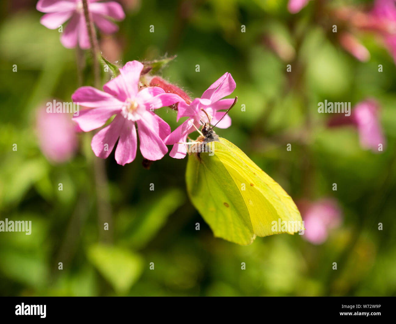 Brimstone Schmetterling, Gonepteryx rhamni Stockfoto