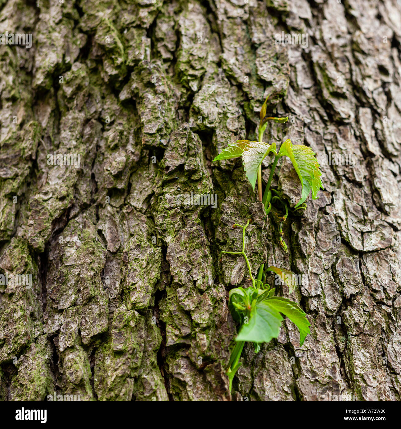 Efeu auf Baumrinde. Bltter von wilder Wein entwining den Stamm eines  Baumes. Die jungen Bltter Stockfotografie - Alamy