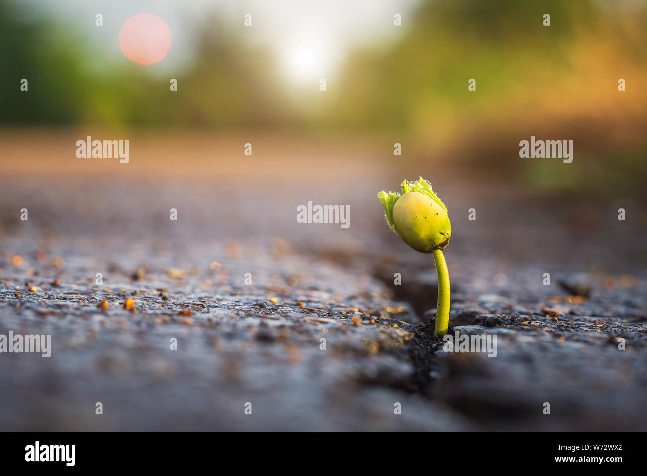 Makro ein grüner Junge Saat der Baum von Rissen von Asphalt. Umwelt Konzept Stockfoto