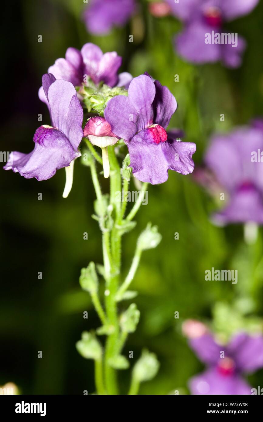 Nemesia bin yrtille' Stockfoto