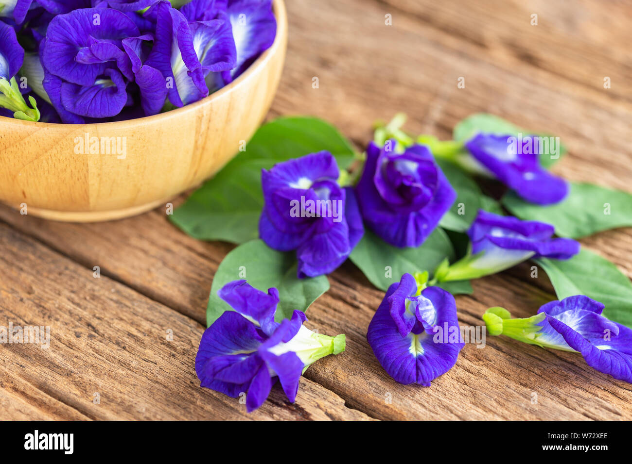 Frische purple Butterfly pea Blume auf hölzernen Tisch Hintergrund Stockfoto