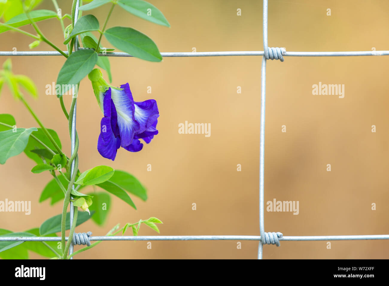 Makro frische purple Butterfly pea Blume wächst auf Metall Zaun Stockfoto