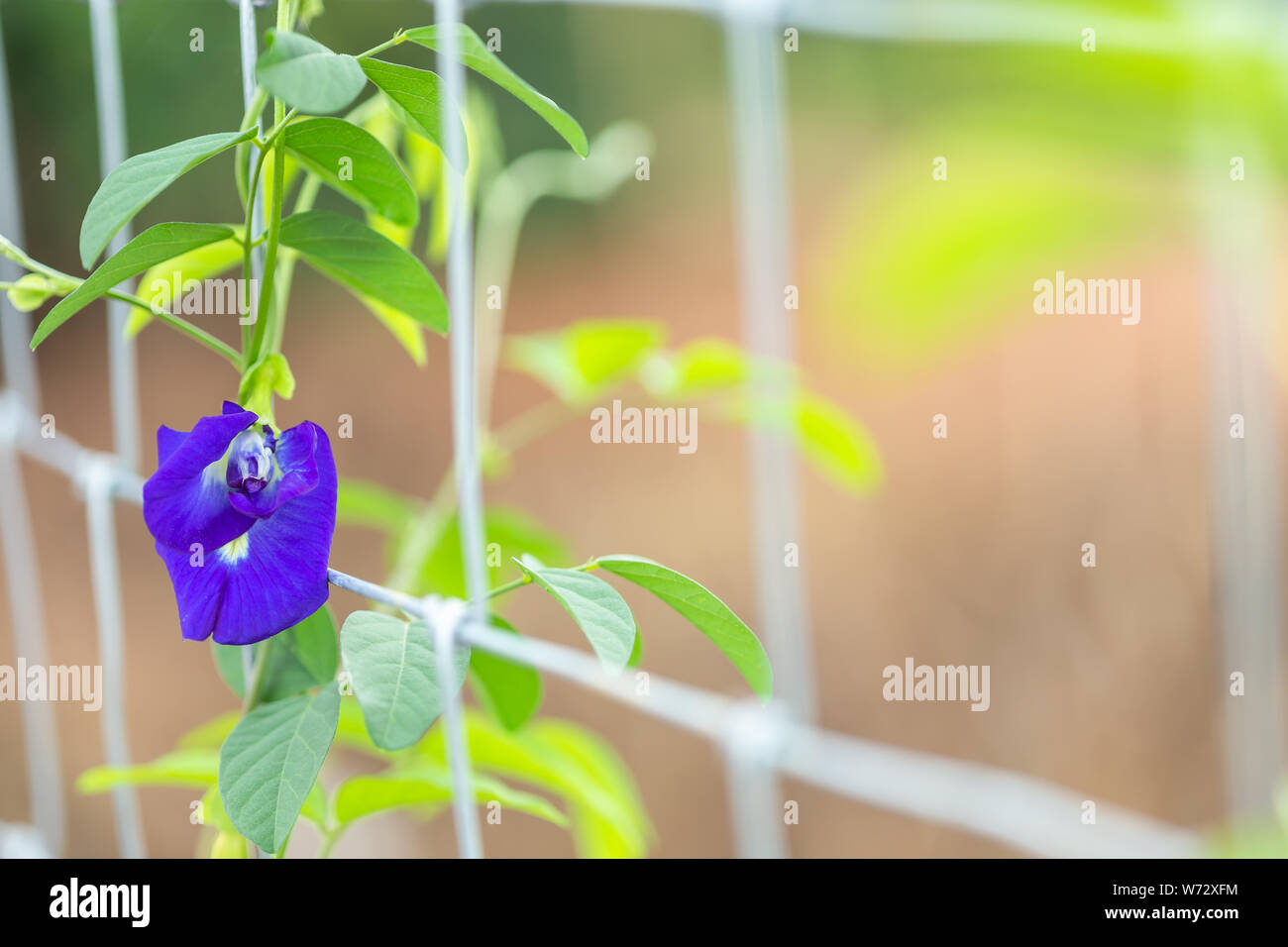 Makro frische purple Butterfly pea Blume wächst auf Metall Zaun Stockfoto