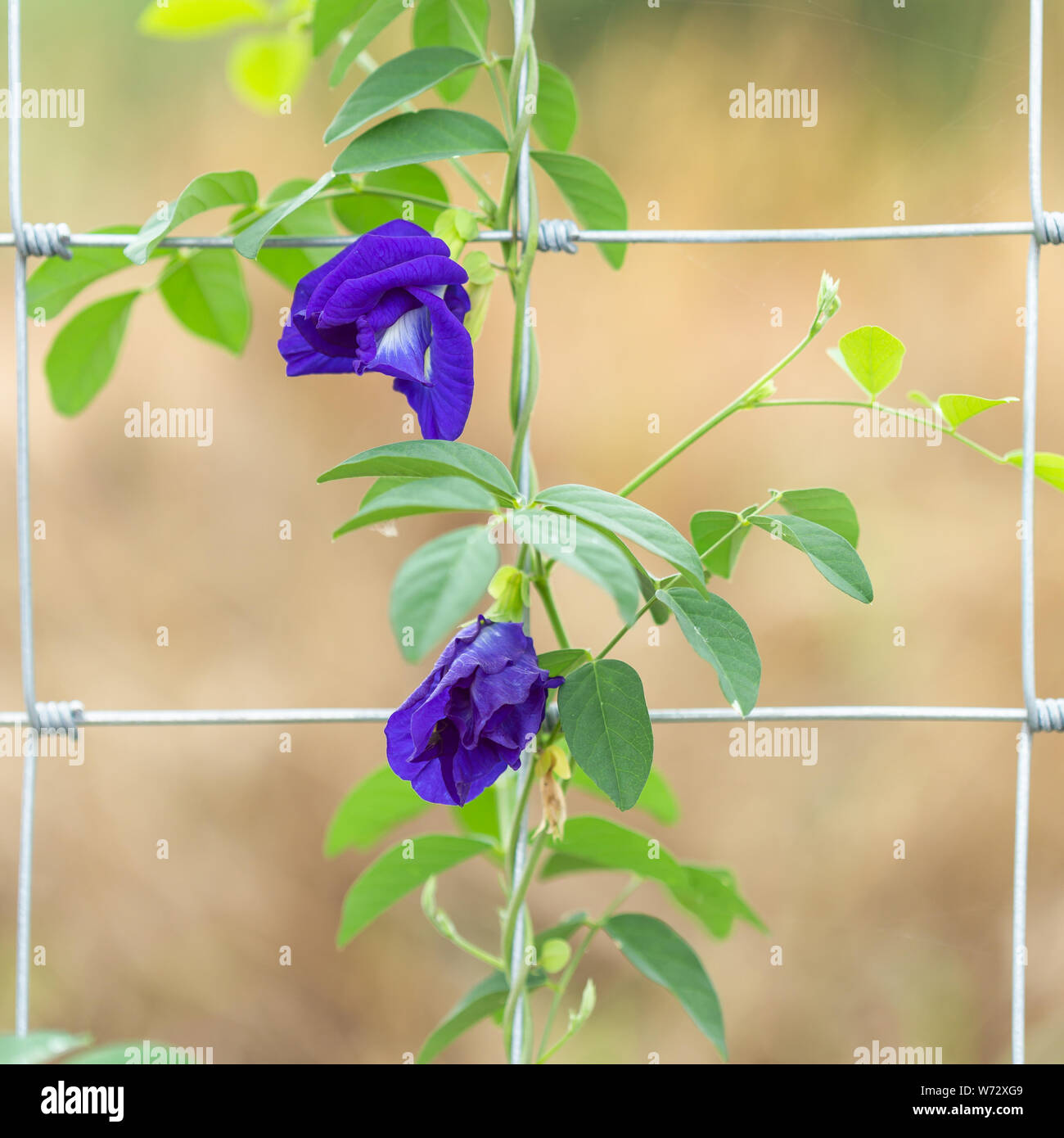 Makro frische purple Butterfly pea Blume wächst auf Metall Zaun Stockfoto