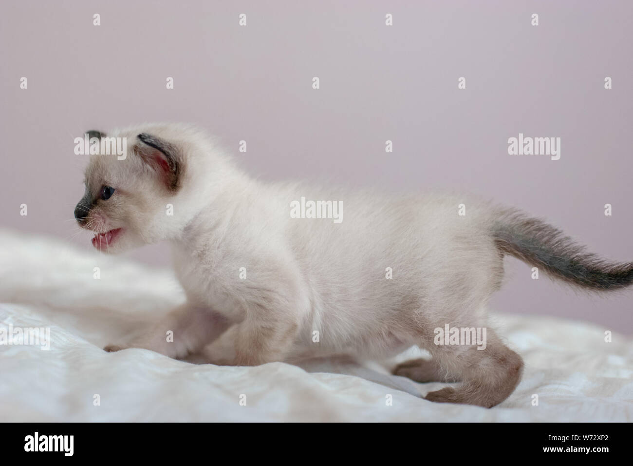 Seitenansicht eines schönen Siam Kitten mit offenen Mund. Für Text platzieren. Close-up. Selektive konzentrieren. Unscharfer Hintergrund. Stockfoto