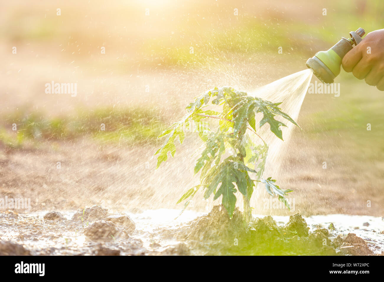 Hand mit Wasserschlauch und Bewässerung junge papaya Baum im Garten. Speichern Welt und Ökologie Konzept Stockfoto