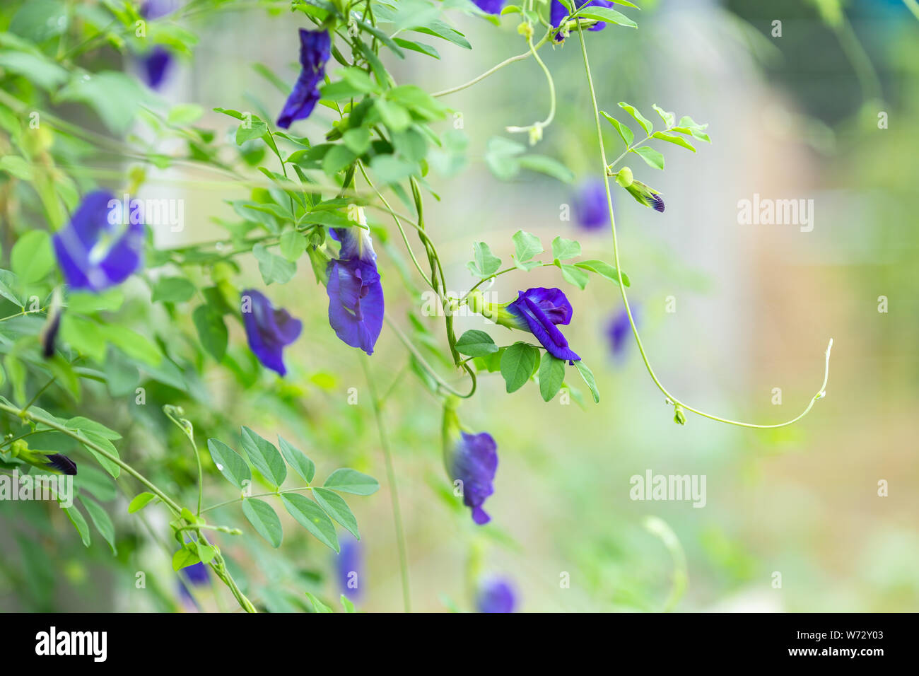 Makro frische purple Butterfly pea Blume wächst auf Metall Zaun Stockfoto