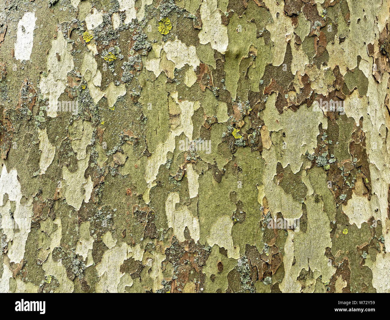 Nahaufnahme der abblätternde Rinde eines London Plane Tree fast ähnlich Camouflage Stockfoto