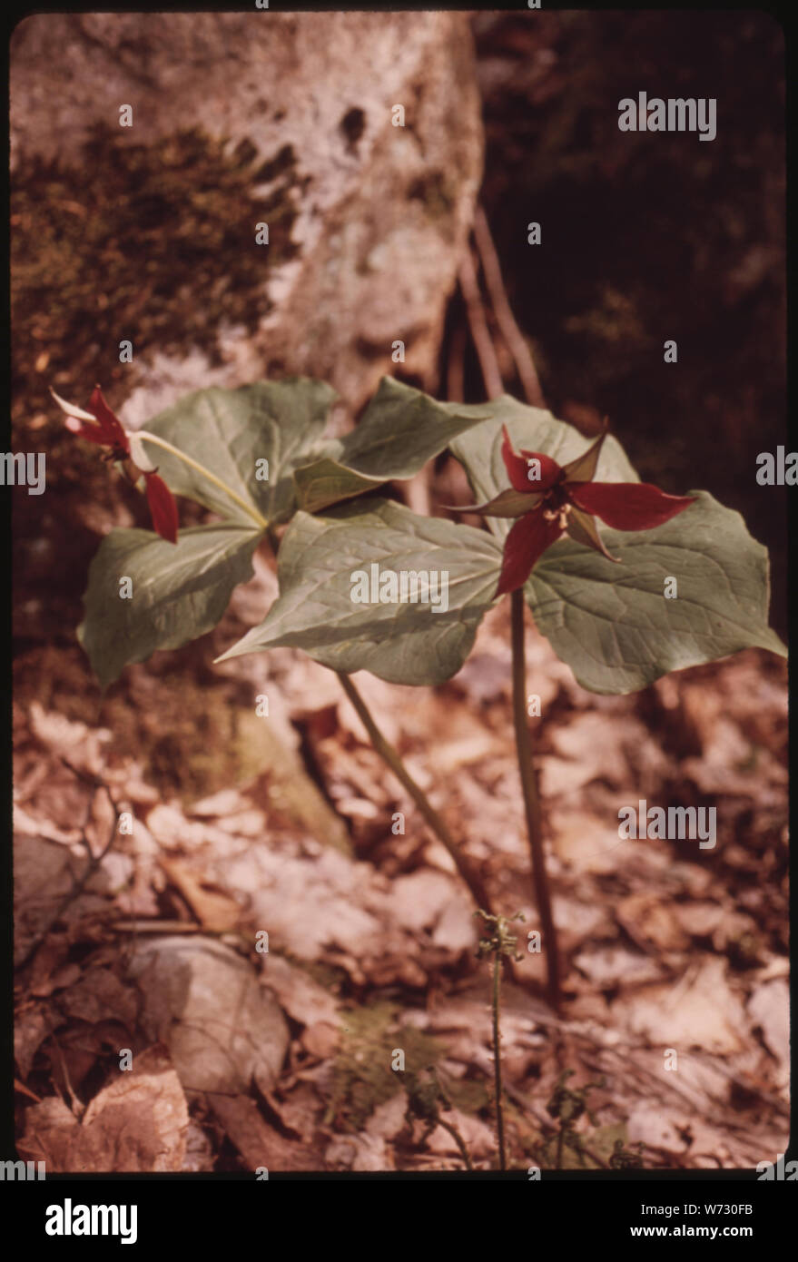 (RED TRILLIUM TRILLIUM ERECTUS), IN DER ADIRONDACK FOREST PRESERVE Stockfoto