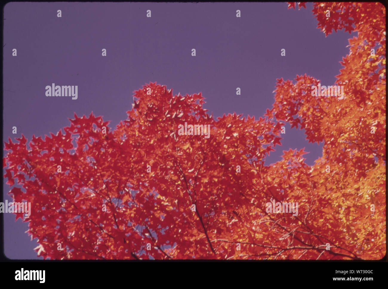 RED MAPLE IN DER ADIRONDACK FOREST PRESERVE Stockfoto