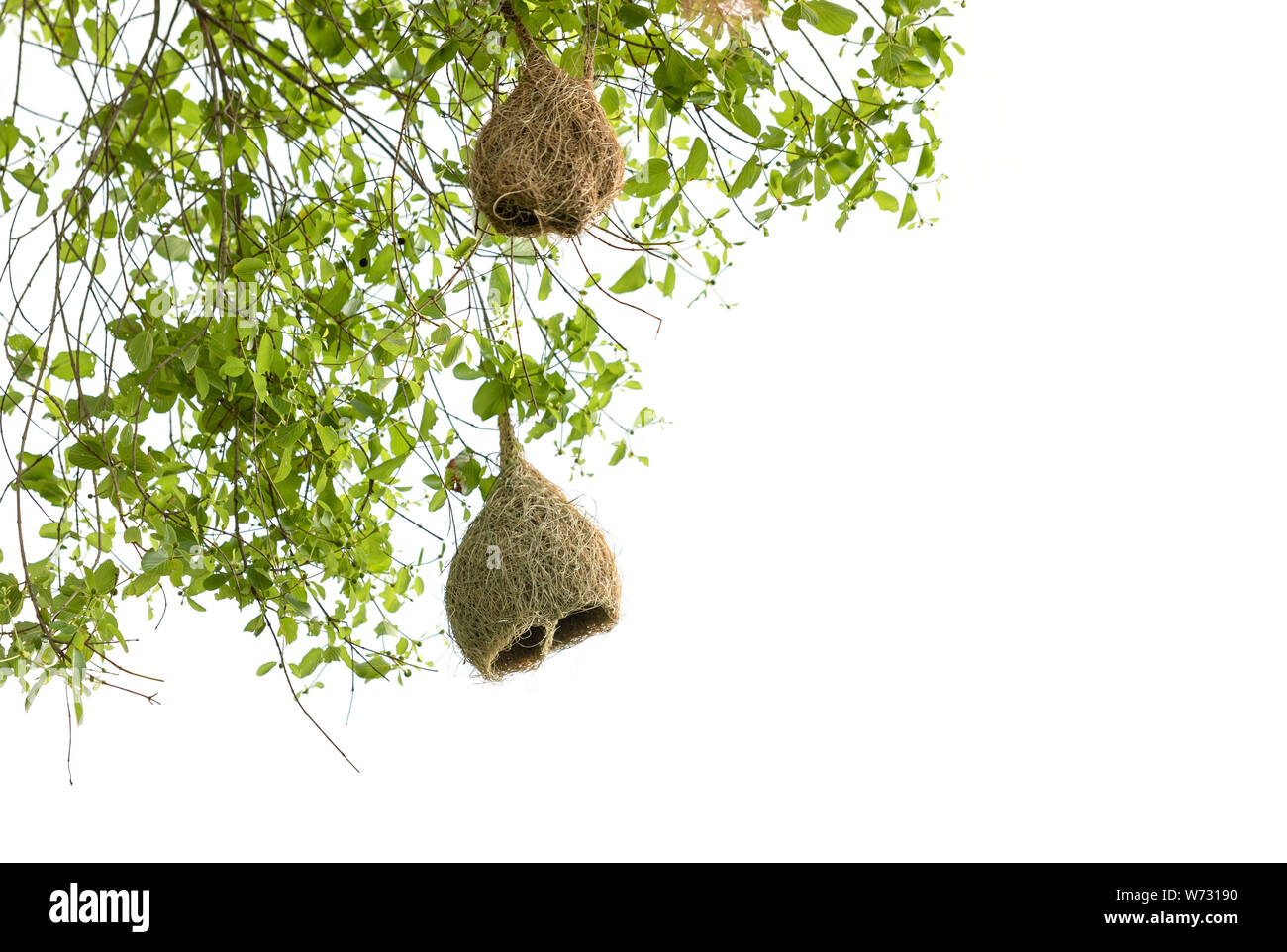 Braun trockenes Gras Vogelnest von Weber Vogel hängen am Baum auf weißem Hintergrund Stockfoto