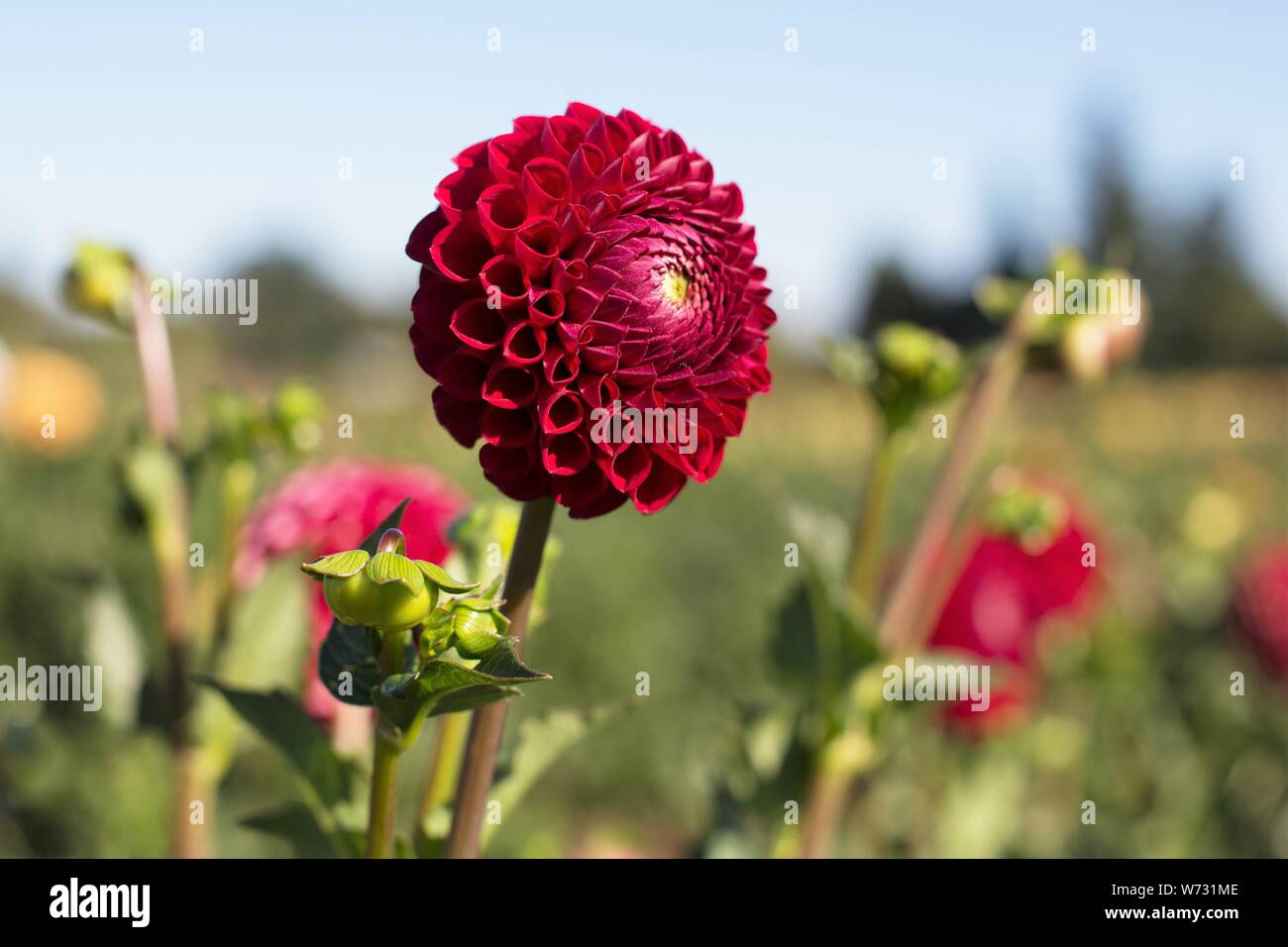 Dahlie 'Cornel' am Swan Insel Dahlien in Carson City, Nevada, USA. Stockfoto