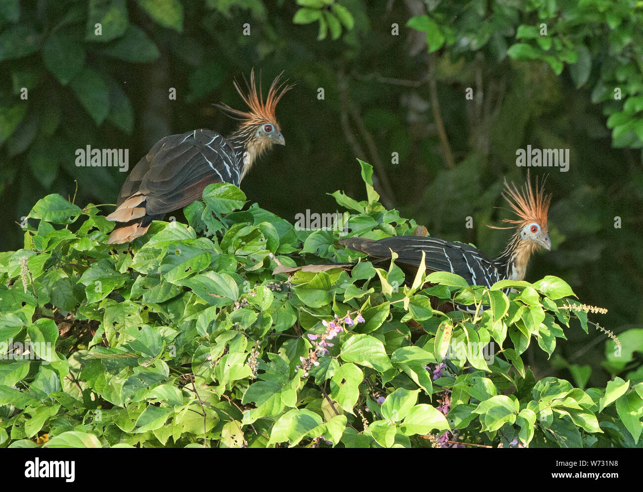 Hoatzin Vögel auf See Tres Chimbadas, Tambopata Fluss, peruanischen Amazonas Stockfoto