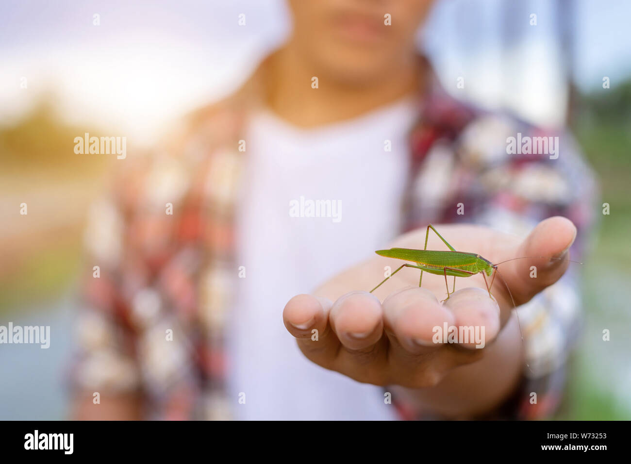 Organic Farm oder Konzept. Kleine grüne Insekten (Heuschrecken) auf der Hand von Bauern- und Insekt lebt noch in seiner Farm Stockfoto