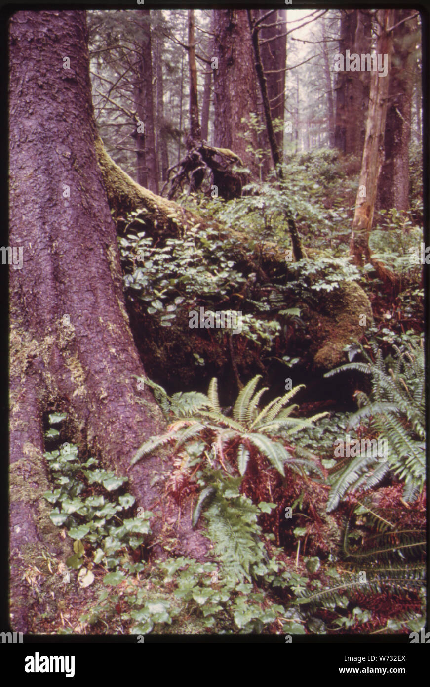 SALAL, RED HUCKLEBERRY Sträucher, WESTERN SCHWERT FARN UND RAUPE RUBY WALDBODEN ABDECKUNG AUF EIN OZEAN STREIFEN AN DER PAZIFIKKÜSTE BEREICH DER OLYMPIC NATIONAL PARK, Washington Stockfoto