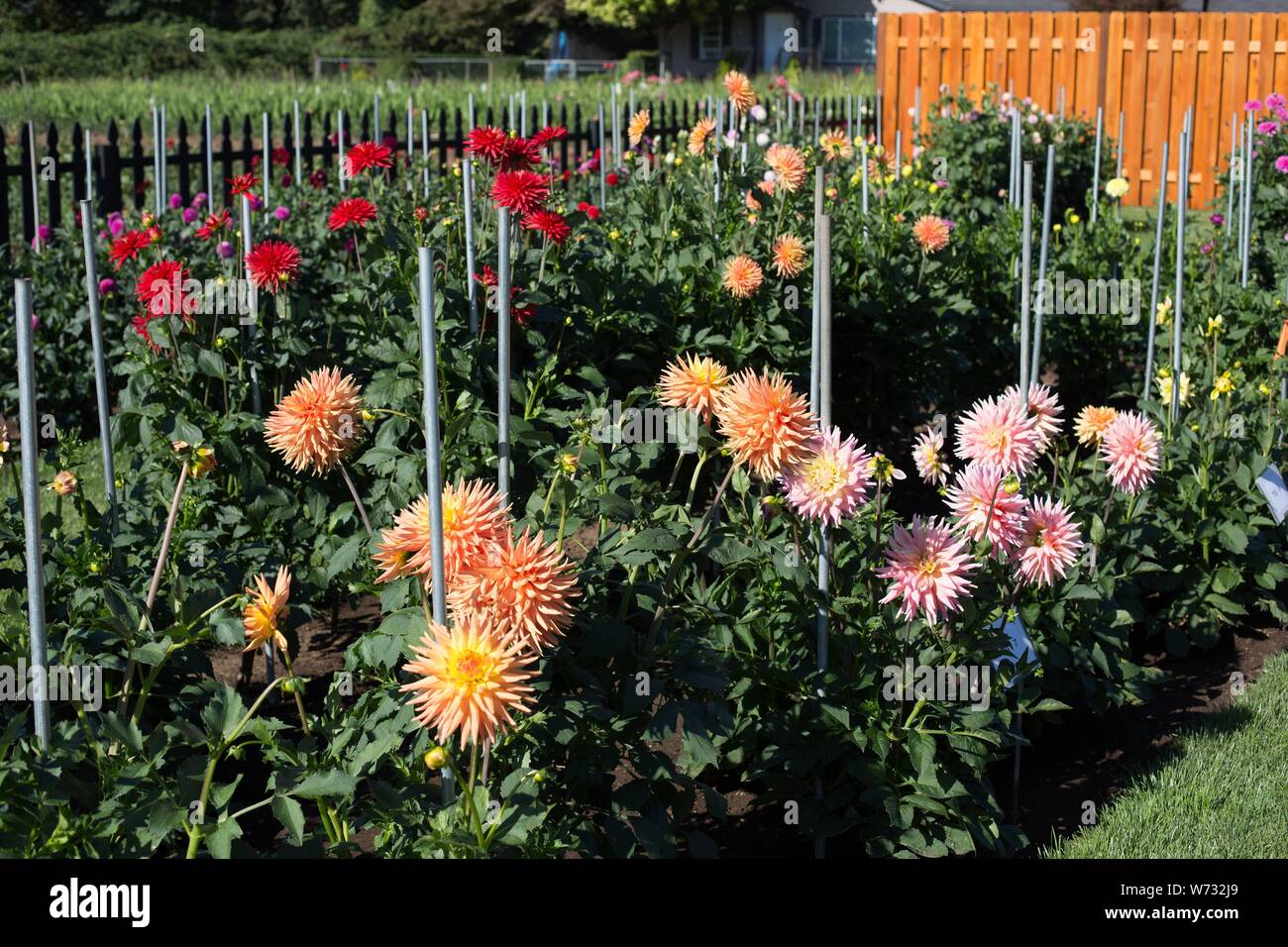 Die amerikanische Dahlie Gesellschaft Studie Garten am Swan Insel Dahlien in Carson City, Nevada, USA. Stockfoto
