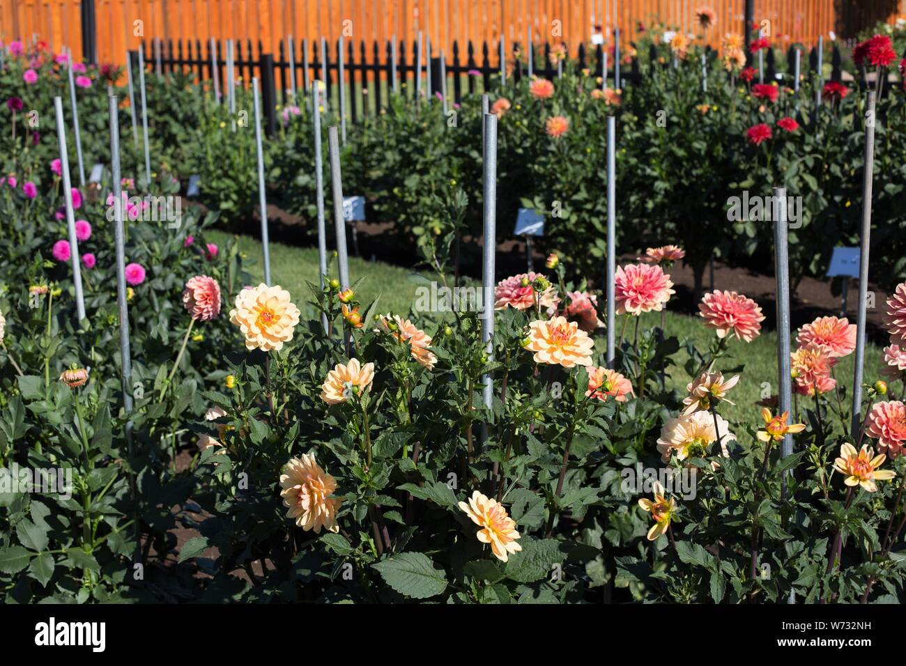 Die amerikanische Dahlie Gesellschaft Studie Garten am Swan Insel Dahlien in Carson City, Nevada, USA. Stockfoto