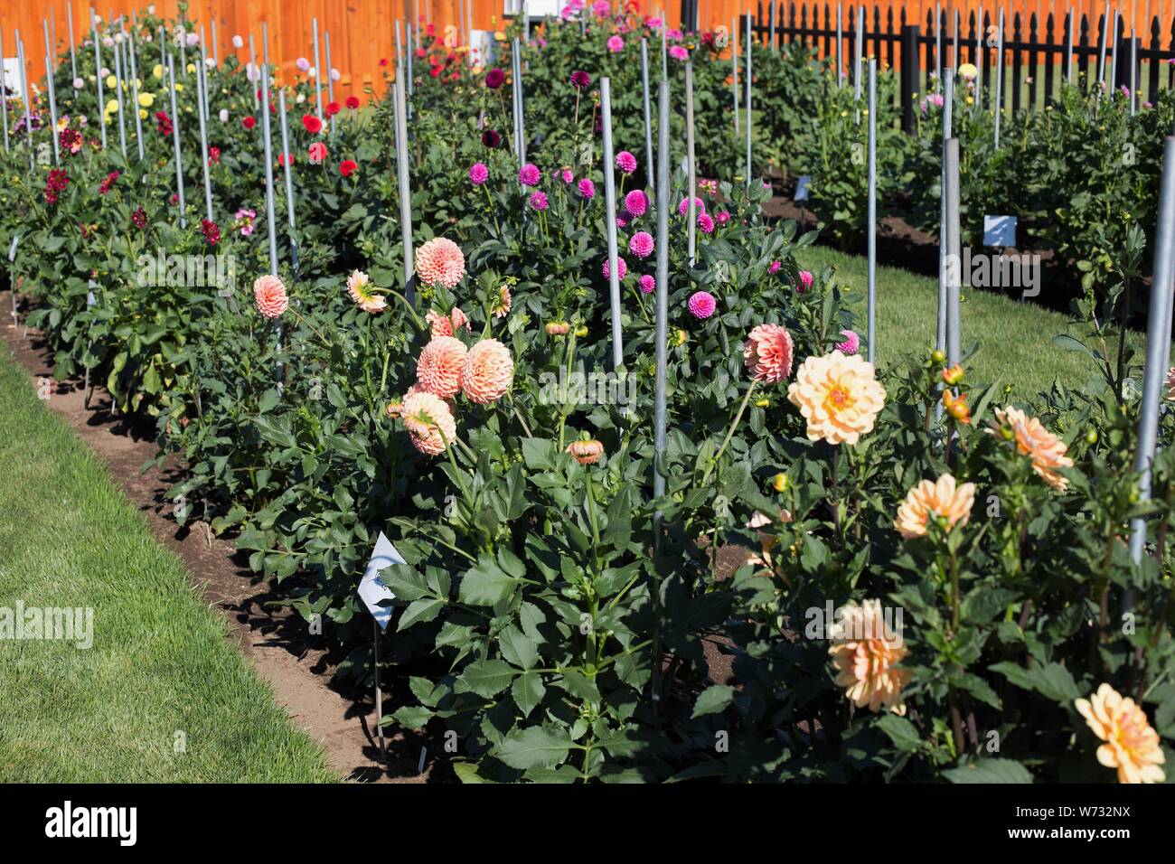 Die amerikanische Dahlie Gesellschaft Studie Garten am Swan Insel Dahlien in Carson City, Nevada, USA. Stockfoto
