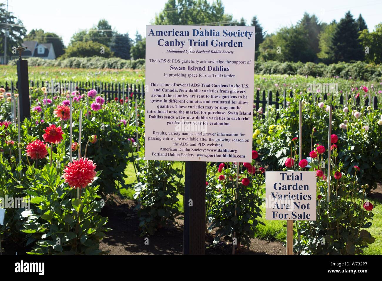 Die amerikanische Dahlie Gesellschaft Studie Garten am Swan Insel Dahlien in Carson City, Nevada, USA. Stockfoto