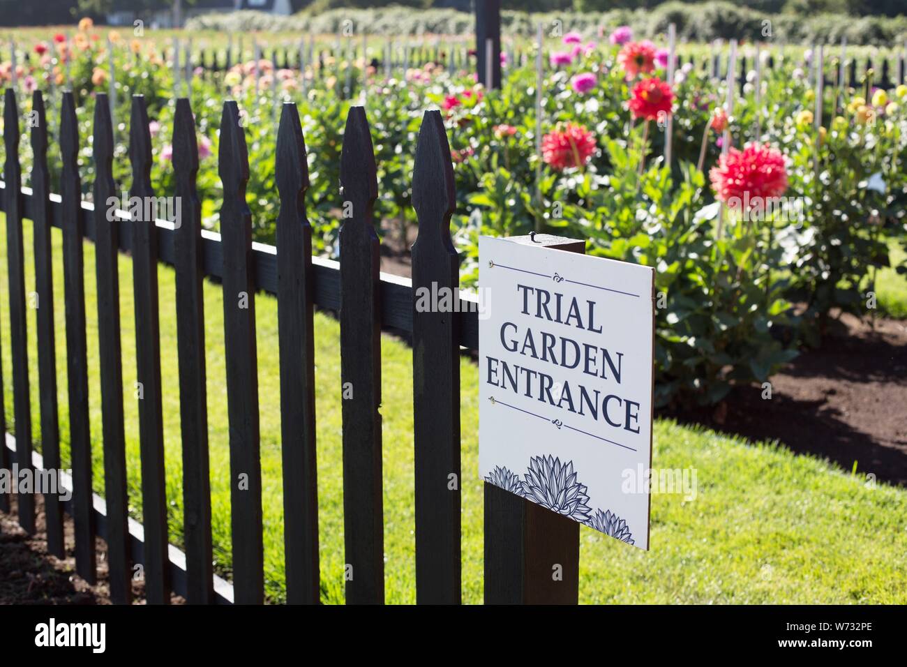 Die amerikanische Dahlie Gesellschaft Studie Garten am Swan Insel Dahlien in Carson City, Nevada, USA. Stockfoto