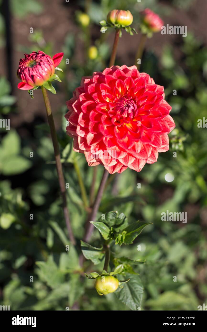 Dahlie'Hay Day" am Swan Insel Dahlien in Carson City, Nevada, USA. Stockfoto