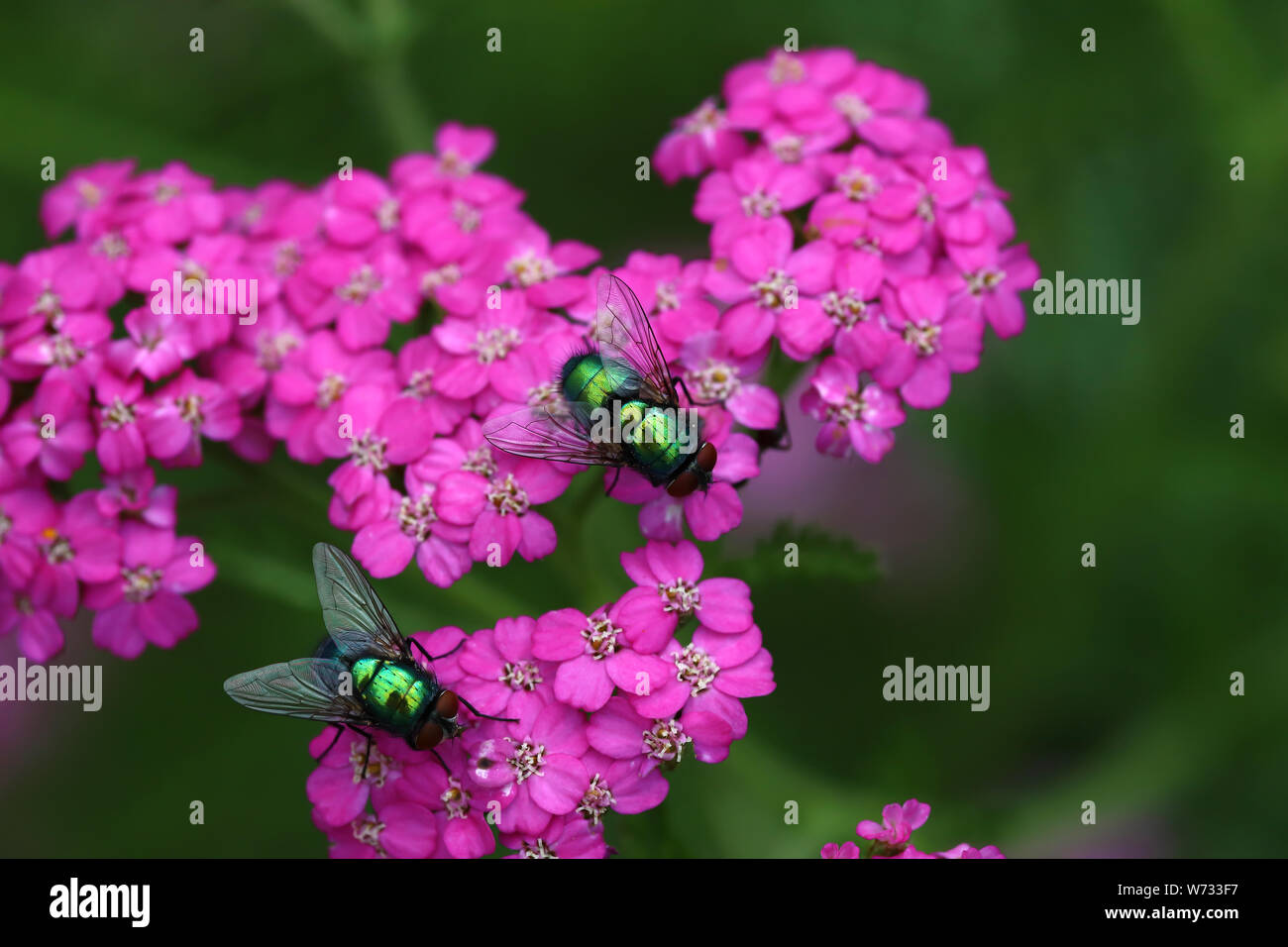 Makro von zwei grünen Flaschen auf Achillea millefolium Blumen im Garten Stockfoto