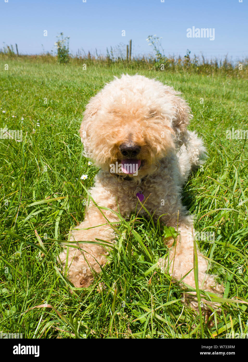 Flauschiger Lagotto Romagnolo Hund. Stockfoto