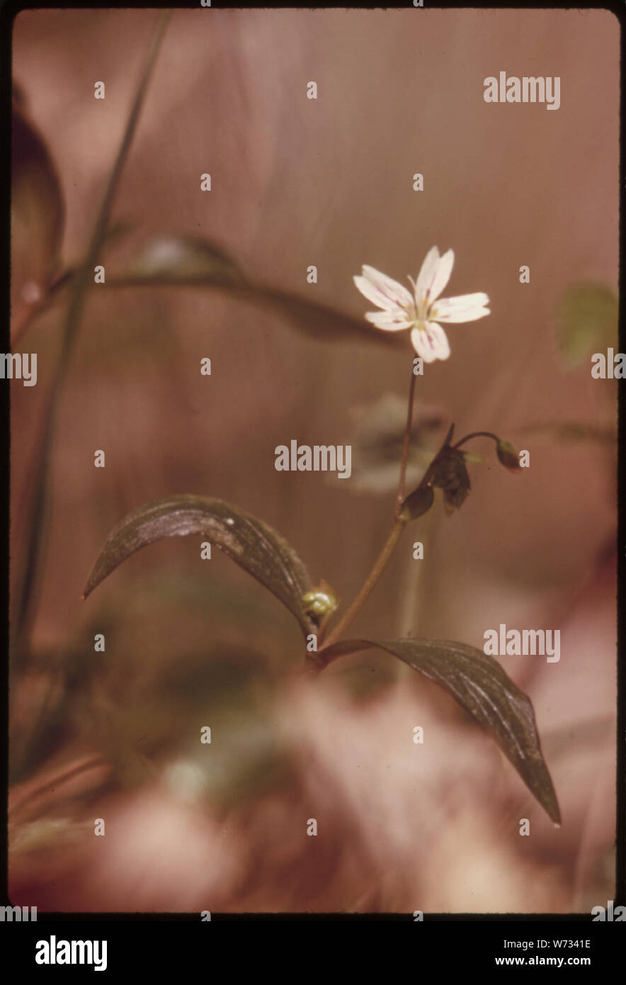 Sibirische BERGLEUTE KOPFSALAT IN ALTEN WACHSTUM WALD IM OLYMPIC NATIONAL TIMBERLAND, Washington wächst. In der Nähe des Olympic National Park Stockfoto