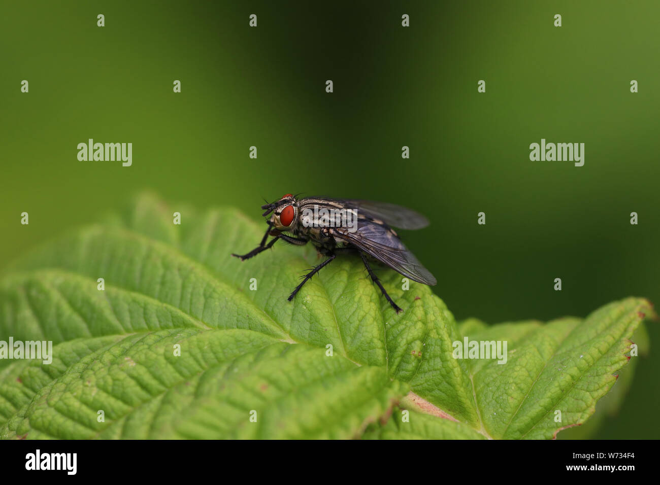 Nahaufnahme von Schwarze Fliege mit roten Augen auf Blatt Stockfoto