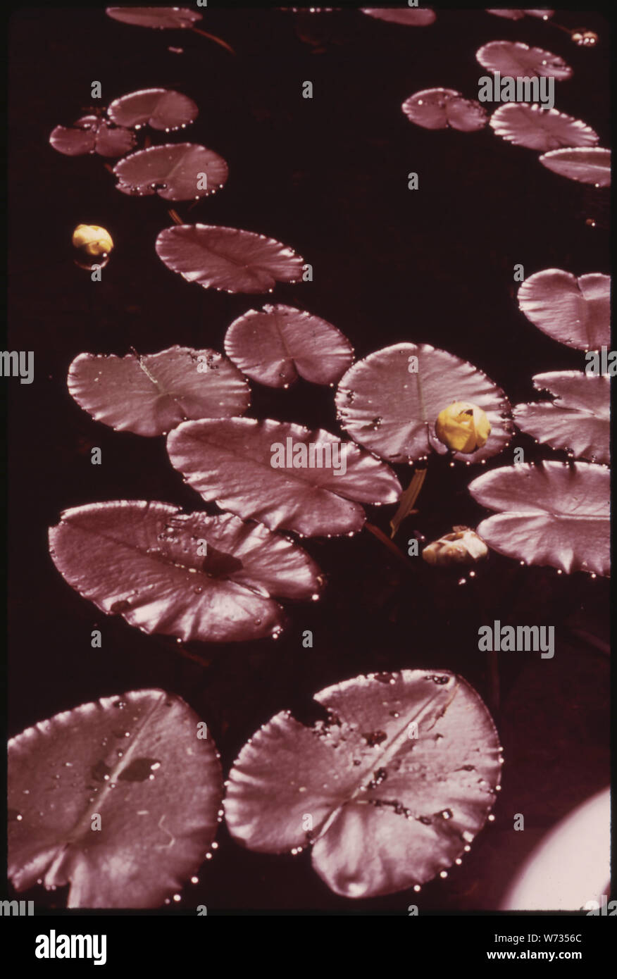 SPATTERDOCK ODER KUH LILY (NYMPHAEA ADVENA), IN DER ADIRONDACK FOREST PRESERVE Stockfoto