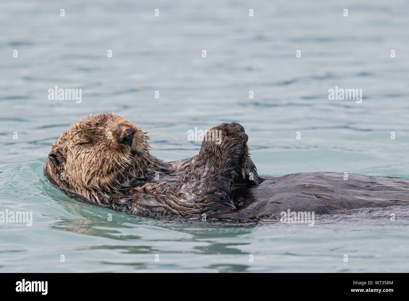 Sea Otter auf dem Rücken mit geschlossenen Augen Stockfoto