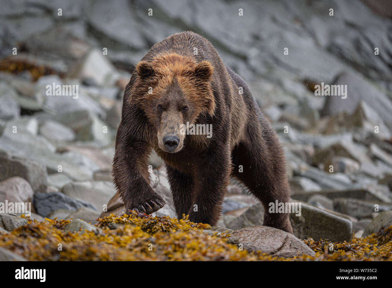 Brauner Bär Grizzly auf Felsen Stockfoto