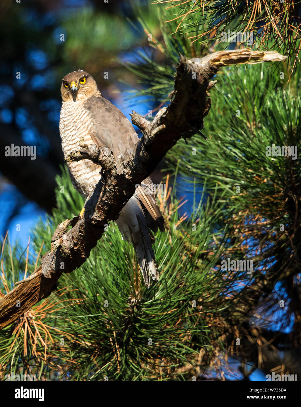 Frau Sperber warten in der Nähe von Nest site Stockfoto