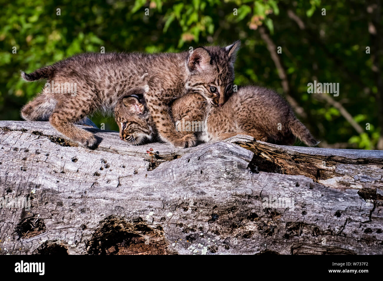 Zwei Bobcat Kätzchen spielen zusammen auf einem alten Gefallen Anmelden Stockfoto