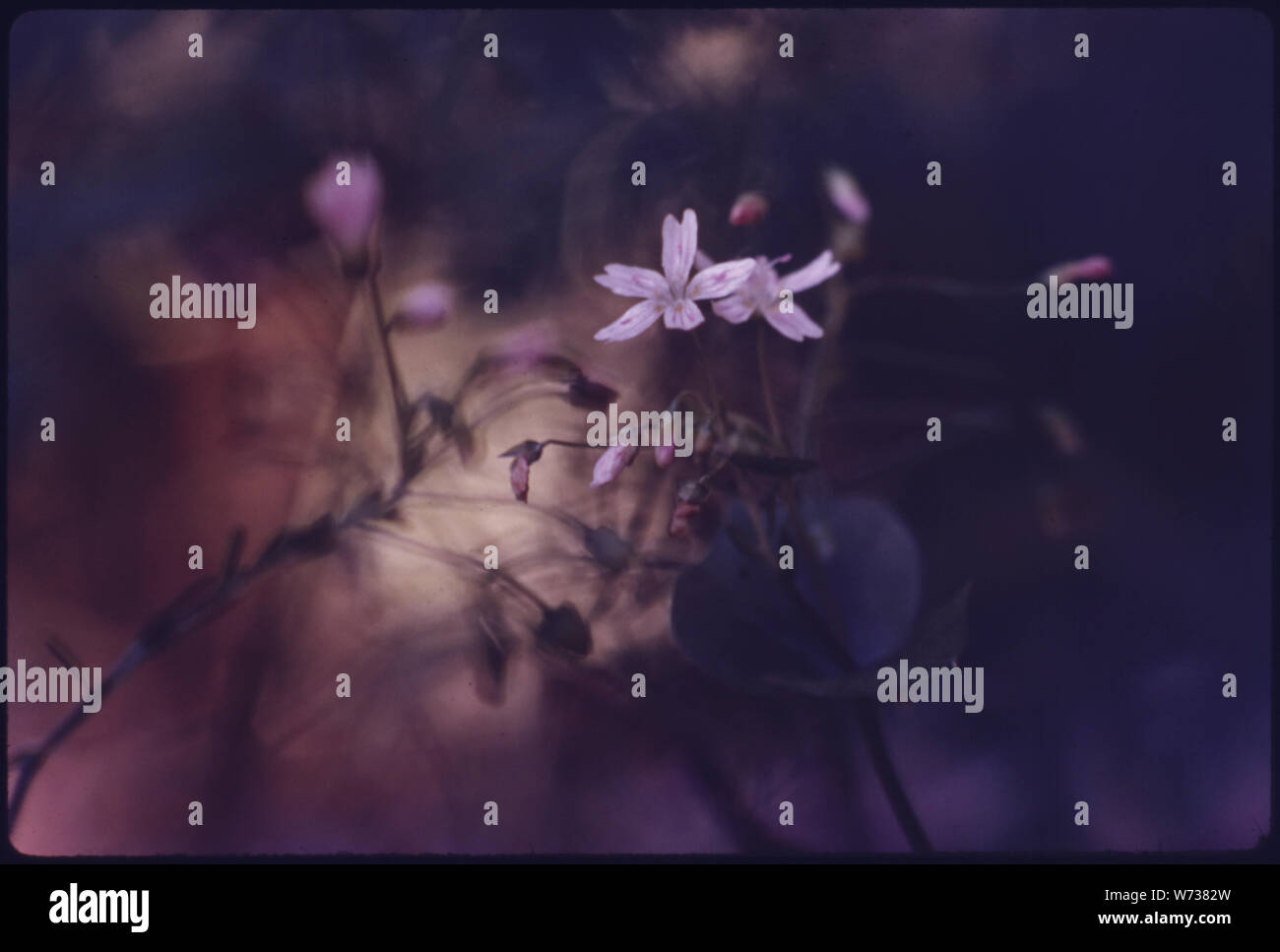 Kleine Blumen wachsen dicht über dem Boden in einer kleinen Lichtung am Rande dieses privaten Wald am Grünen Berg, Washington erhalten. In der Nähe von Seattle, Washington. Vom Umweltschutz Agencys Projekt DOCUMERICA Sammlung, Lob der Wälder. Für weitere Bilder siehe Datenblatt Nr. S 209, 210, 211, 212 und 213. ENTHEOS. Sommer, 1974. Stockfoto