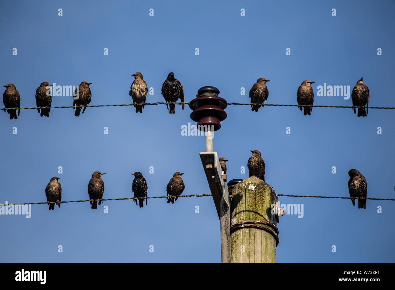Viele Vögel sitzen auf eine Stromleitung im blauen Himmel Stockfoto