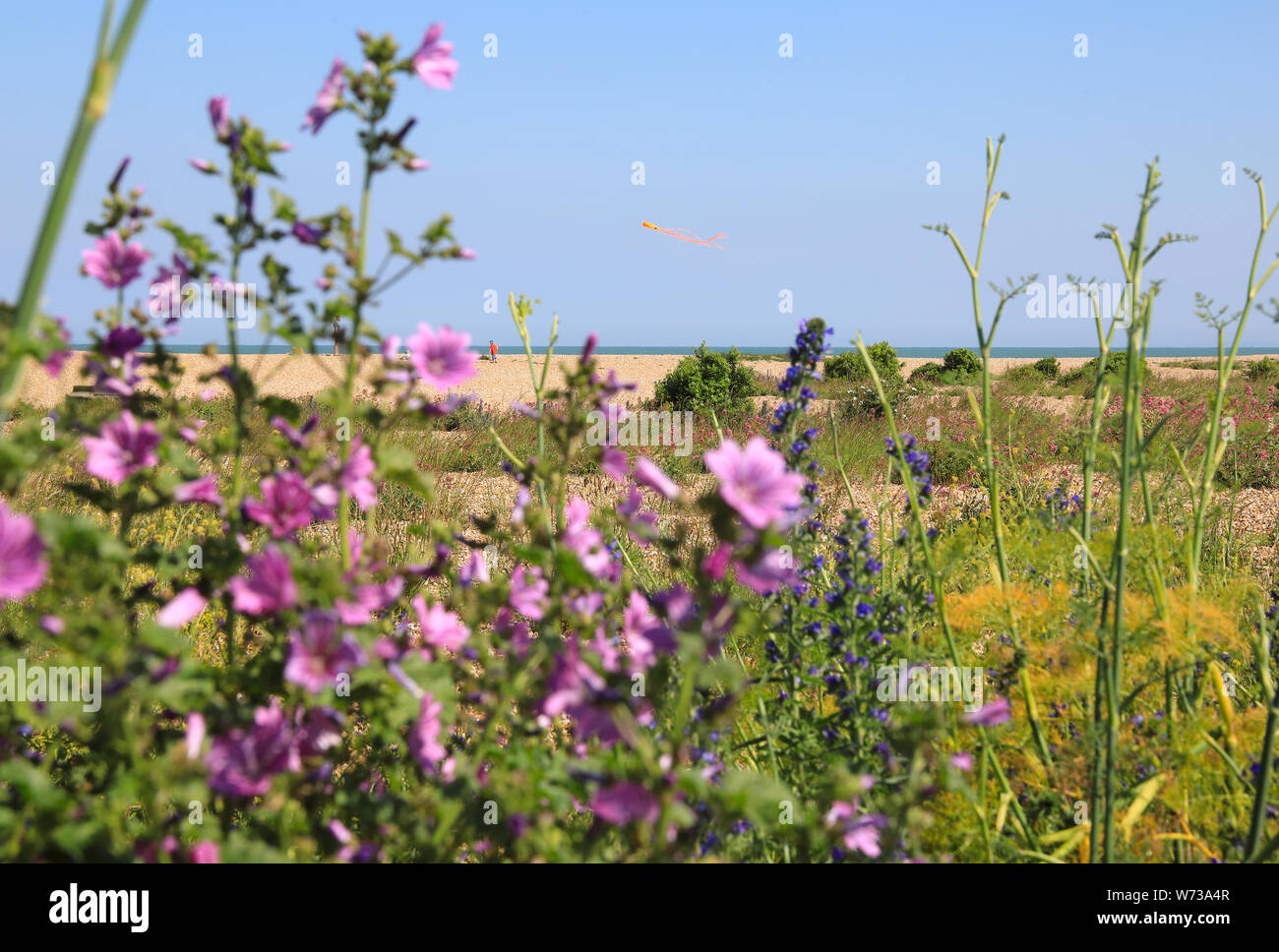 Vegetation auf den Walmer Küste auf der schönen Strandpromenade weiter zu beschäftigen, an der Ostküste von Kent, England, Großbritannien Stockfoto