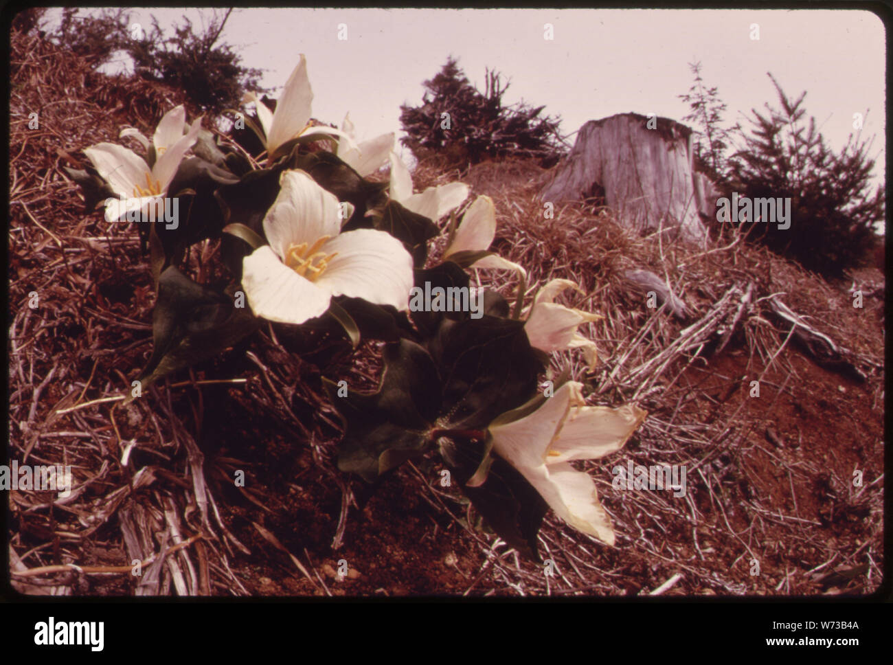 TRILLIUMS WACHSEN AUF EINER SÜDWESTLICHEN HANG KLARE SECHS JAHRE ZUVOR IN DEN SATSOP RIVER DRAINAGE SYSTEM DER OLYMPIC NATIONAL TIMBERLAND, Washington. In der Nähe des Olympic National Park Stockfoto