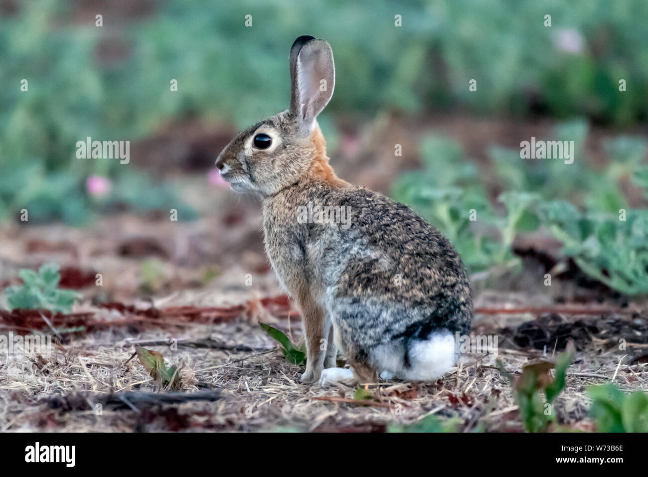 Alert Baumwolle Schwanz bunny Hase Ohren hat ständigen staight, während auf der Suche nach Gefahr in der Wüste. Stockfoto
