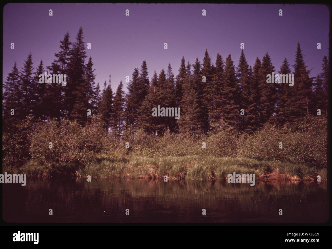 Typische RIVERBANK VEGETATION IM SÜDWESTLICHEN TEIL DER ADIRONDACK FOREST PRESERVE, AN DER NÖRDLICHEN ZWEIG DER MOOSE RIVER, IN DER NÄHE VON ALTE SCHMIEDE, NEW YORK. Abgebildet sind Balsam fir, Erlen und wilde Gräser und SEGGEN Stockfoto