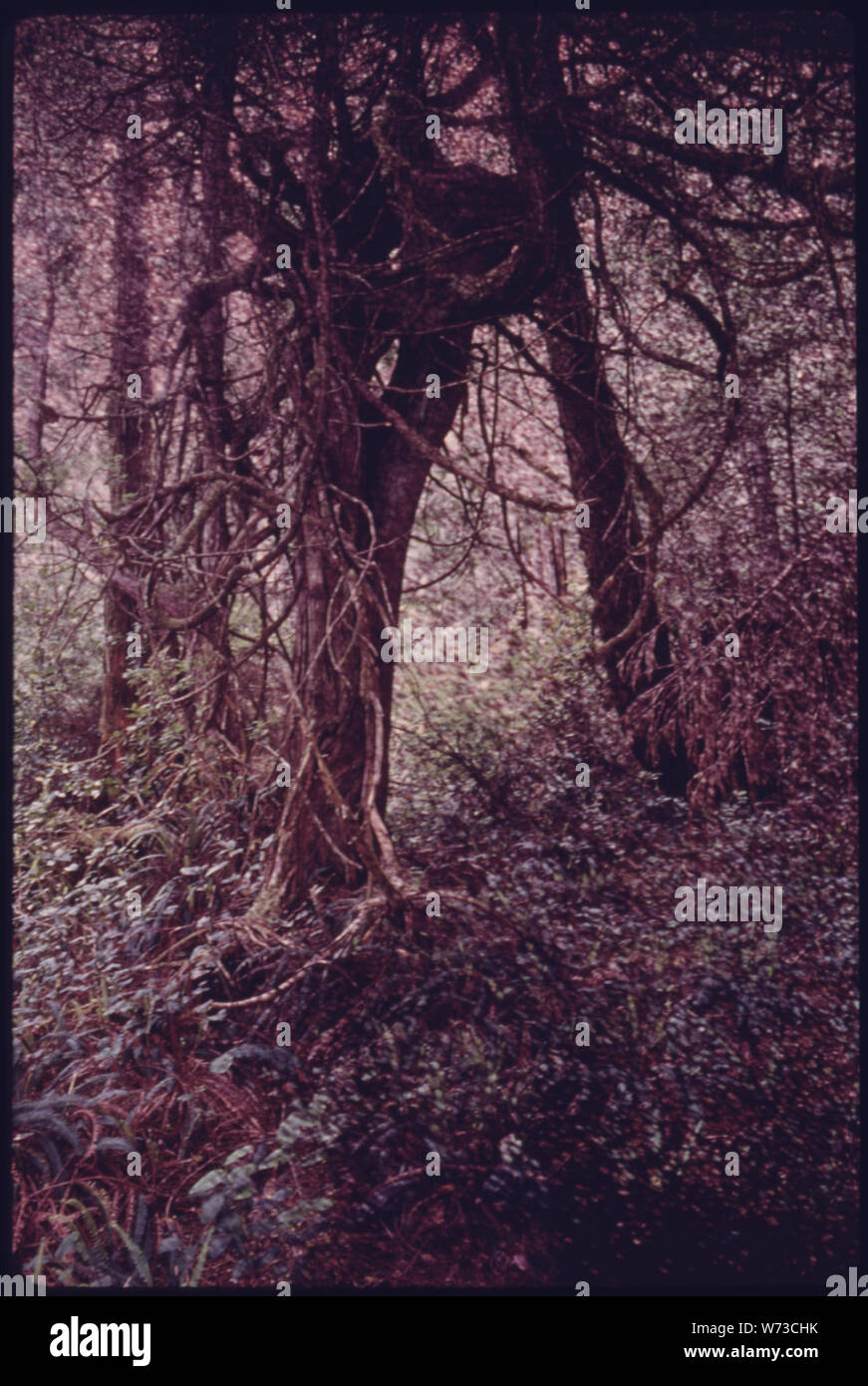Unterholz im Olympic National Forest mit Reben, Bäume und andere Pflanzen im Wald in der Nähe von Seattle, Washington. Vom Umweltschutz Agencys Projekt DOCUMERICA Sammlung, Lob der Wälder. Für weitere Bilder siehe Datenblatt Nr. S 209, 210, 211, 212 und 213. ENTHEOS. Frühling, 1975. Stockfoto