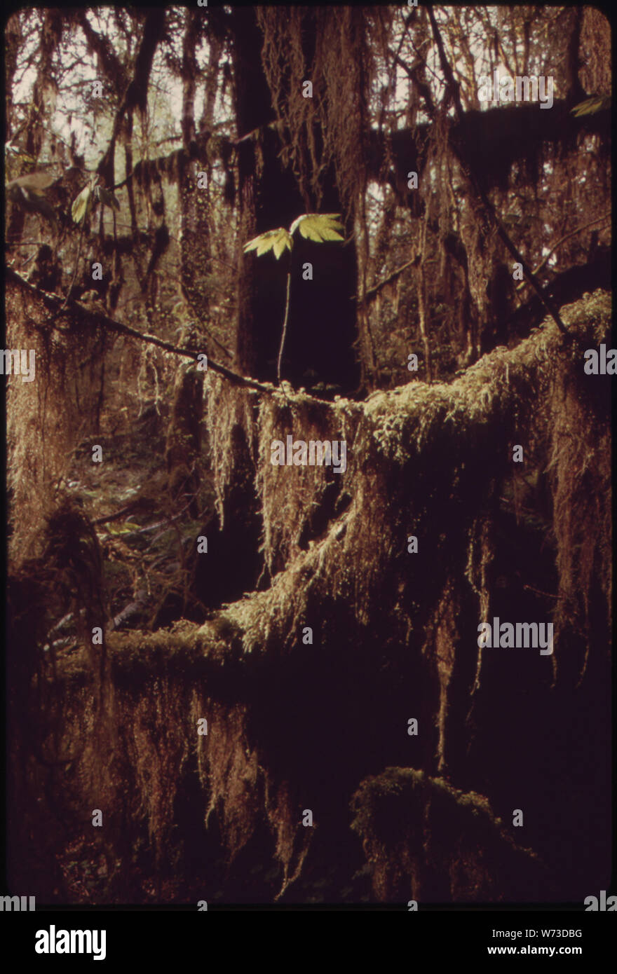 Weinstock AHORN WÄCHST VOR EINEM Sitka Fichte, sowohl beladen mit CLUB - Moose, IM QUEETS RIVER TAL DER OLYMPIC NATIONAL PARK, Washington. CLUB - Moose, SIND NICHT MOOSE, ABER GRÜNE PFLANZEN, DIE WURZELN UND DIE VASKULÄRE SYSTEM Stockfoto