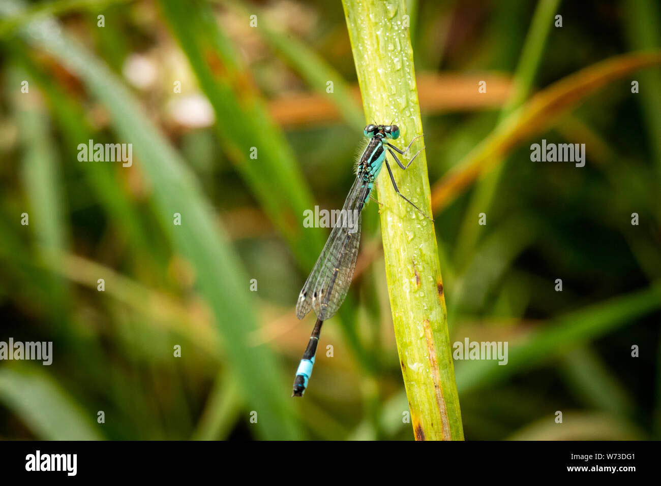 Reife männliche Blauschwanzfliege oder Blauschwanzfliege oder Ischnura-Elefanten auf einem grünen Stamm im Killarney-Nationalpark, Irland Stockfoto