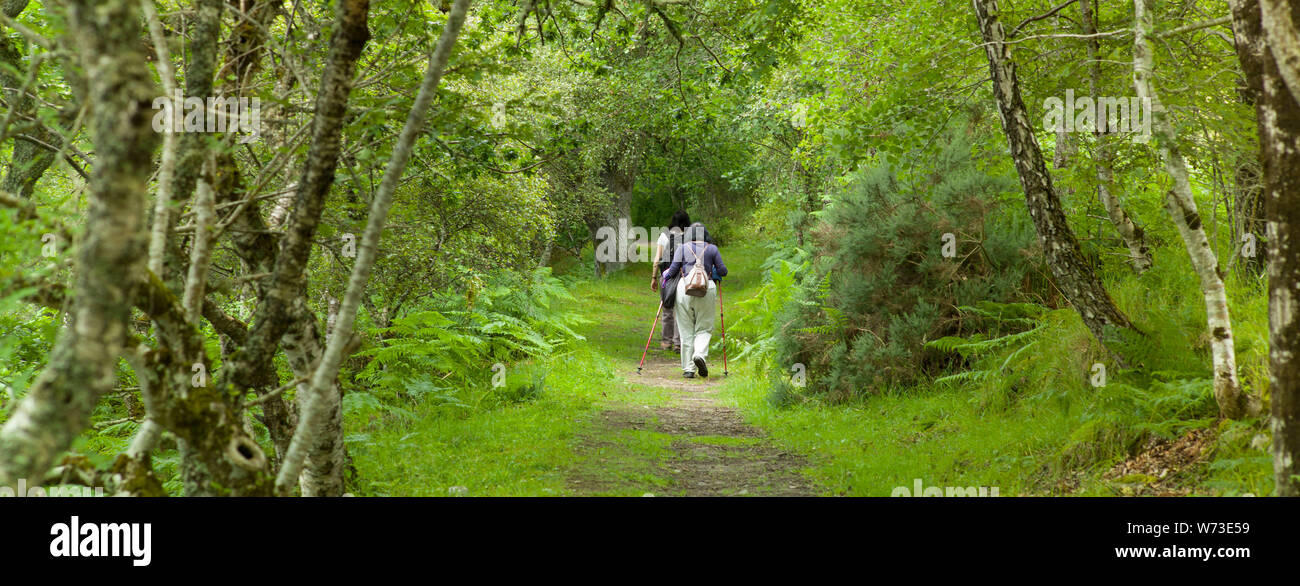Wanderer in Ledmore und Migdale Woodland Trust finden, Nr Dornoch, Schottland Stockfoto