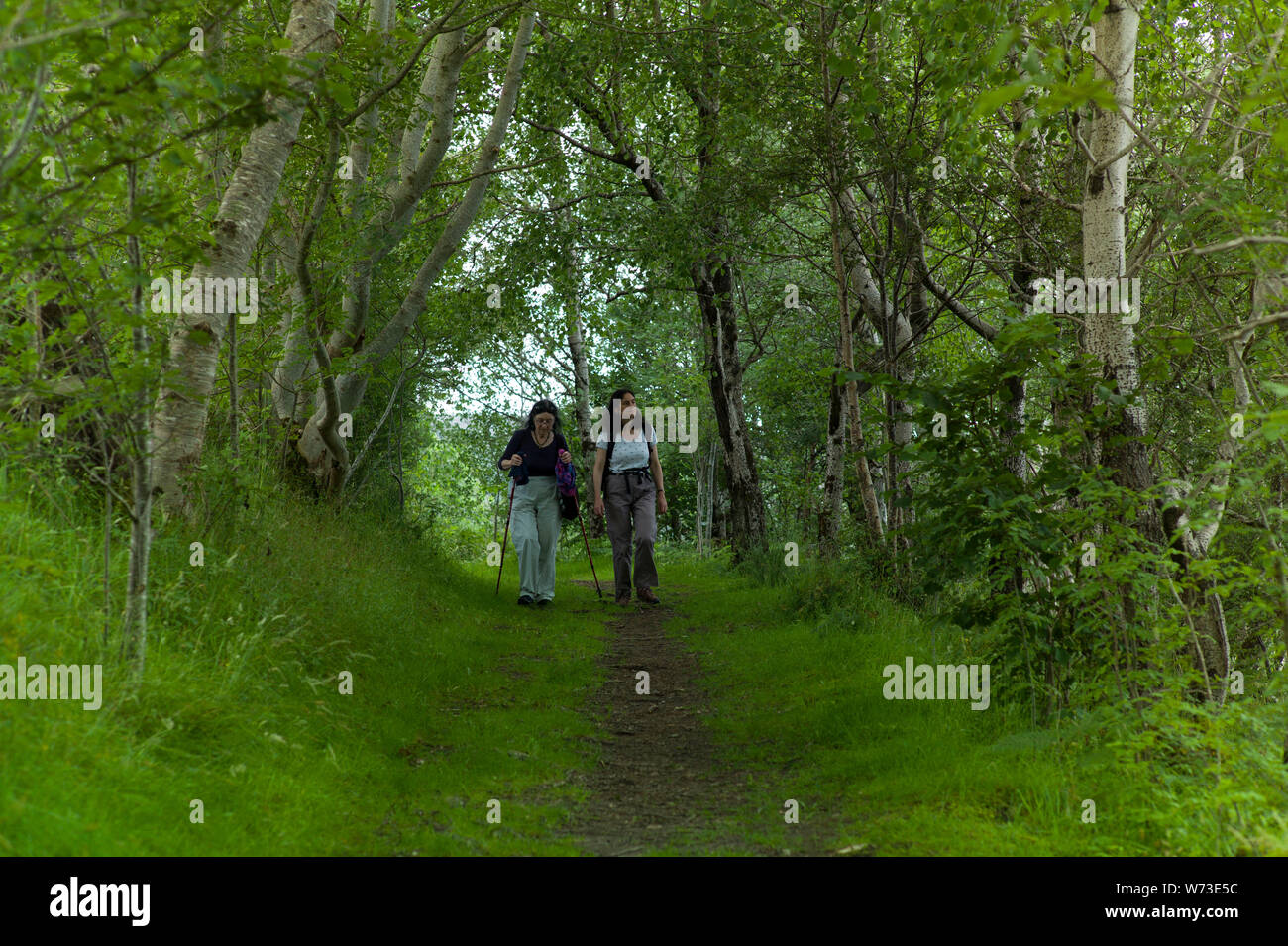 Wanderer in Ledmore und Migdale Woodland Trust finden, Nr Dornoch, Schottland Stockfoto