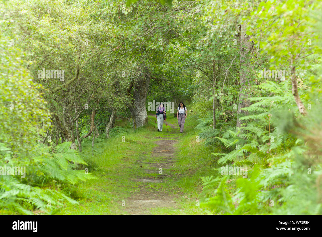 Wanderer in Ledmore und Migdale Woodland Trust finden, Nr Dornoch, Schottland Stockfoto