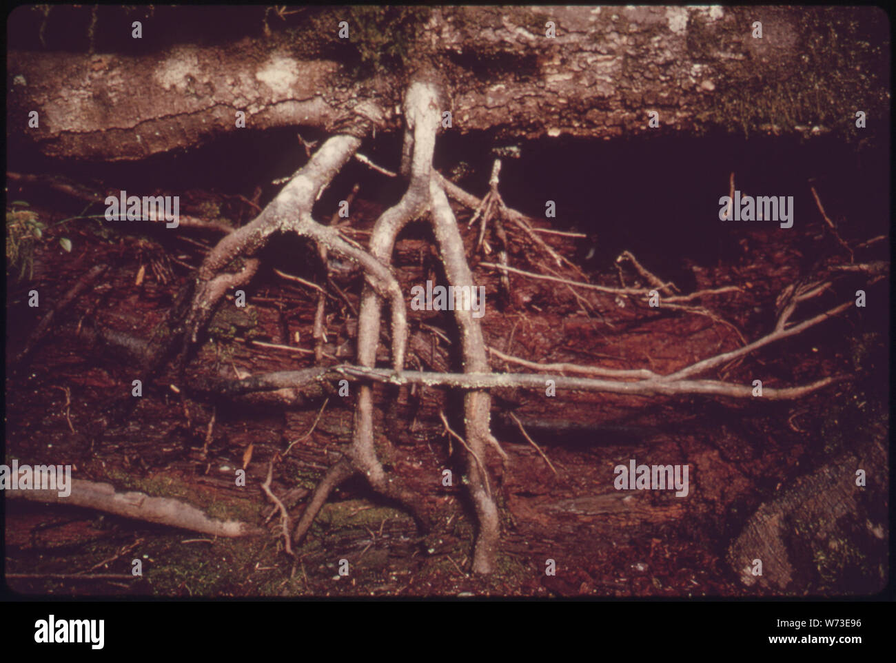 WESTERN RED CEDAR KRANKENSCHWESTER LOG MIT FICHTE Wurzeln wachsen in ES IN Olympic National Park, Washington Stockfoto